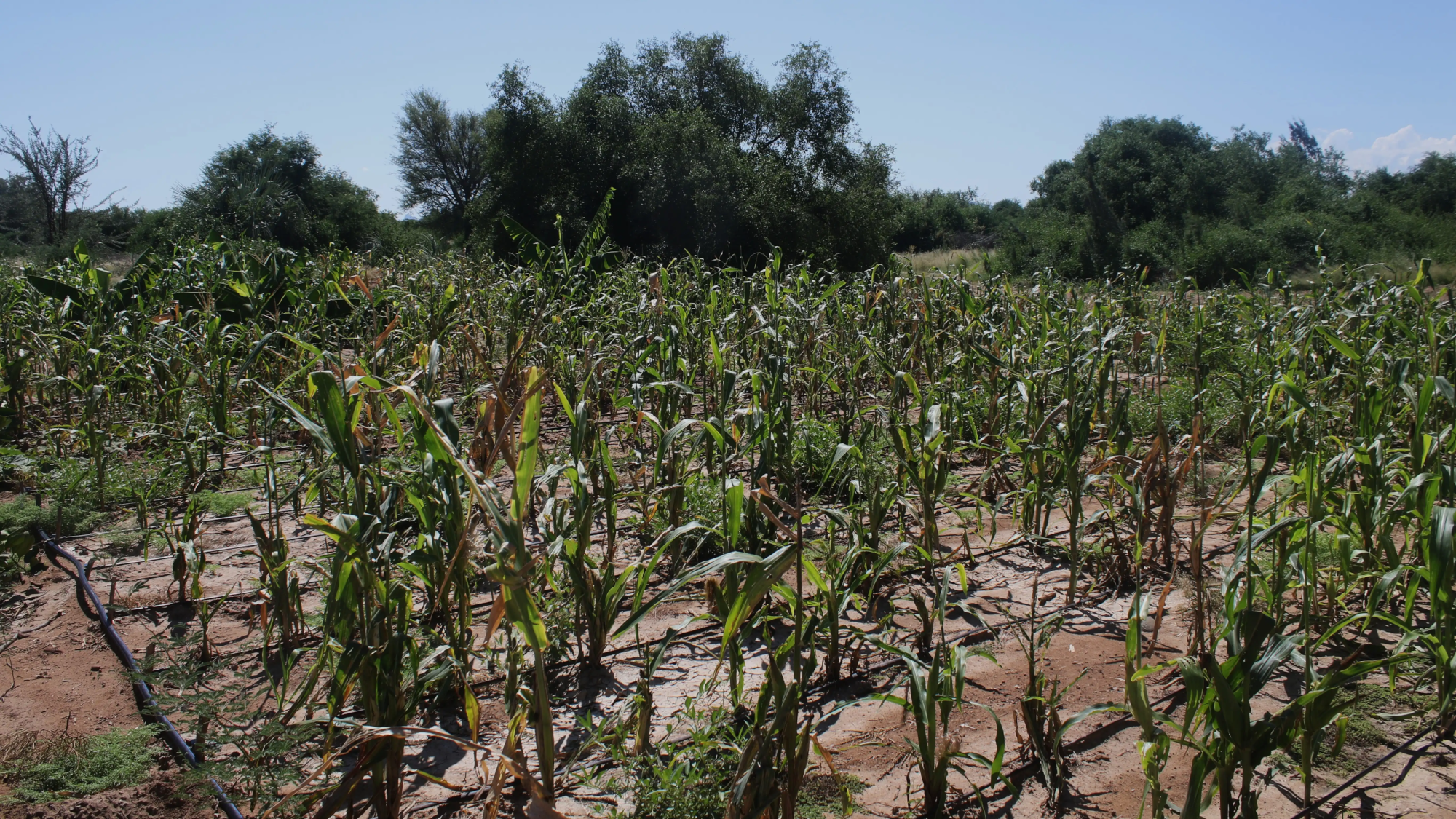 Agricultura e Recursos Naturais